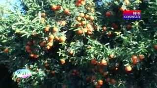preview picture of video 'Corigliano Calabro: serve maggiore remunerazione per i produttori di clementine'