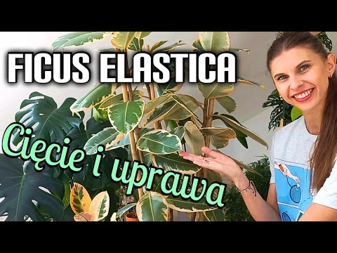 How to branch and prune Ficus elastica, does it work? | Growing conditions | FICUS ELASTICA