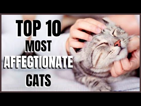 Cats 101 : Top 10 Most Affectionate Cats