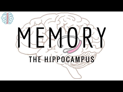 image-What is spatial memory important for?