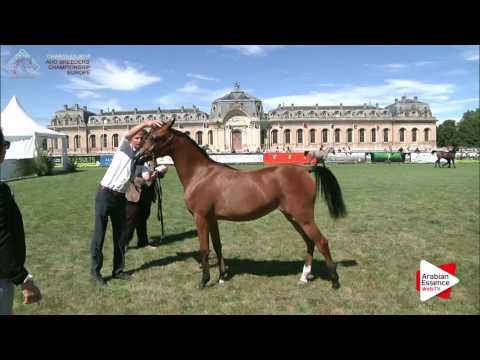 Chantilly 2016 ABCE - CLASS 11 - Yearling Fillies Championship