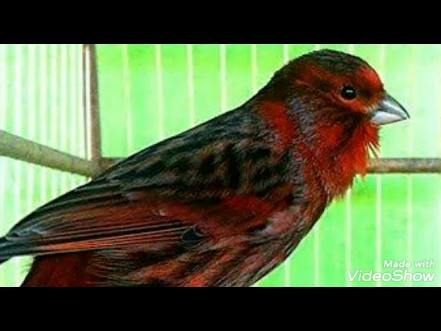 Kenari MP4, MP3 - Mitha Page