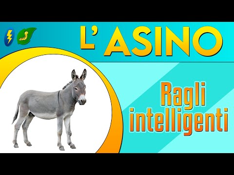 L'Asino: ragli intelligenti ⚡
