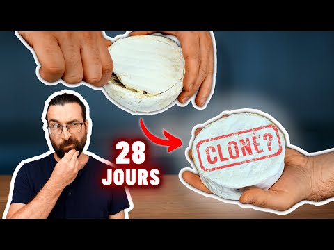 J’ai CLONÉ un fromage du commerce : voici ce qui s’est passé après 28 jours