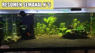 ✅Resumen semanal Nº5 (MEJORAS EN LOS ACUARIOS)