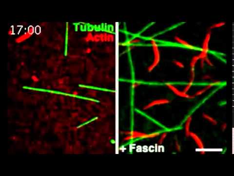 Tau co-organizes dynamic microtubule and actin networks