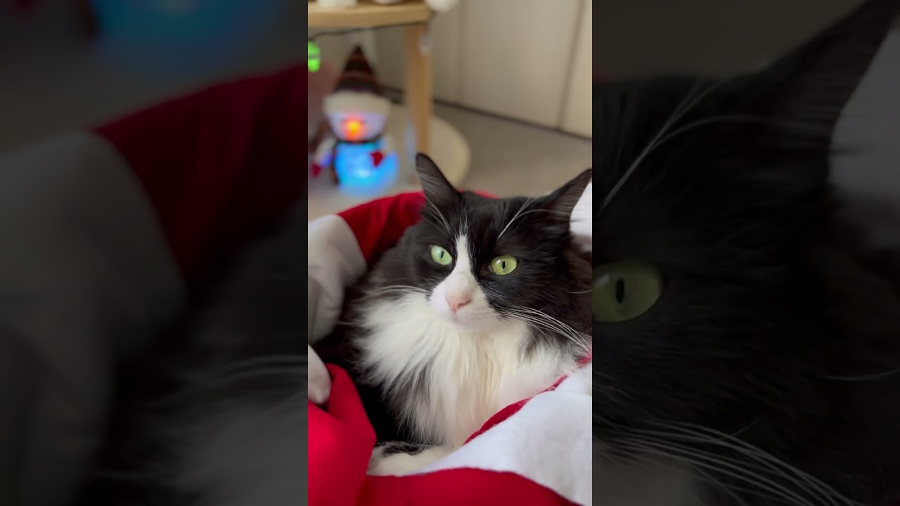 Very Merry Christmas!