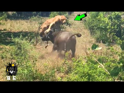 BUFALO LE DA SU MERECIDO A LEÓN | BATALLAS EPICAS