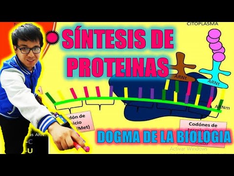 [ BIOLOGÍA FREE ] - SINTESIS DE PROTEINAS | DOGMA DE LA BIOLOGIA 👉😍🌿