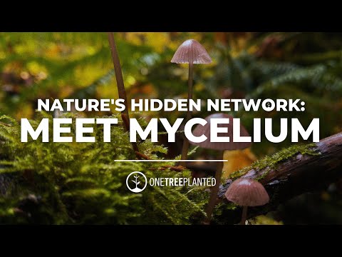 Unlocking Nature's Hidden Network: Meet Mycelium, the Fungi that Connects Trees | One Tree Planted