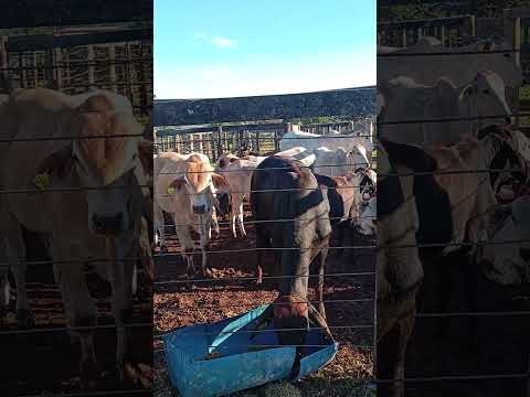 Bezerradas Top Para O Leilão Em Barbosa Ferraz PR