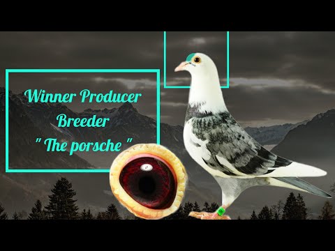Unique Breeder Racing Pigeon ' Porsche ' From Pipa Elite Center Sold Out In Pipa Pigeons Auction