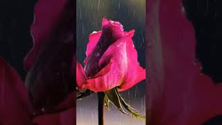 Download lagu ful gulab ka.#shorts ,#youtubeshorts ,#short mp3 Download lagu ful gulab ka.#shorts ,#youtubeshorts ,#short mp3