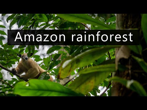 The Amazon rainforest wakes up - Jungle sounds