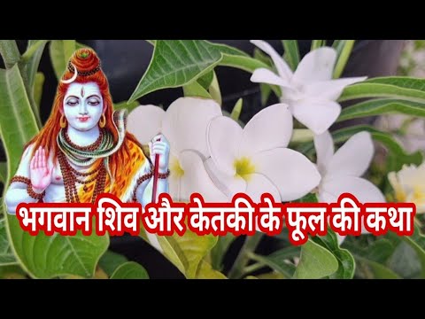 Ketki Flower & Lord Shiva | केतकी का फूल क्यों निषिद्ध है भगवान् शिव की पूजा में  | Champa/Plumeria