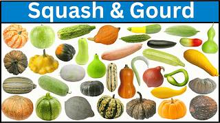 Types Of Squash And Gourds | Explore Squash And Gourds From Around The World