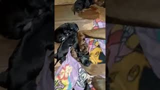 American Staffordshire Terrier Puppies Videos