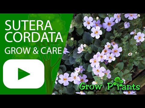 download lagu mp3 mp4 Bacopa Scopia Plant, download lagu Bacopa Scopia Plant gratis, unduh video klip Bacopa Scopia Plant