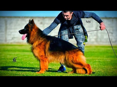 Gvido Vom Mining(The Beast Shepherd) Import By Mr Narender Nain Narwana And Kapil Kumar Rewadi