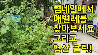 숨은그림찾기 - 블루베리 나무에 사는 귀여운 거시기를 소개합니다