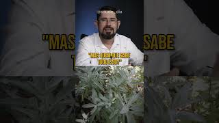 O PODER DA SÁLVIA PARA TRATAMENTOS NATURAIS