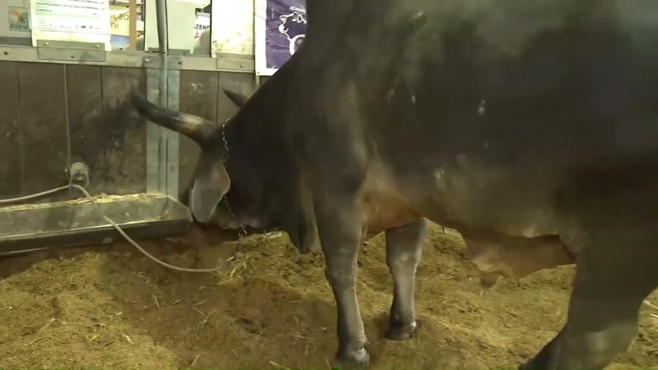 Expointer também conta com a participação de raças zebuínas