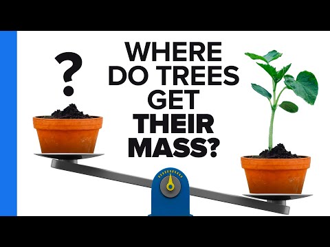 Where Do Trees Get Their Mass?