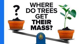 Where Do Trees Get Their Mass From?