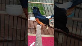 Download lagu Suara pancingan murai lepas trotol agar cepat rajin bunyi#pancinganmurailepastrotol#Shorts mp3