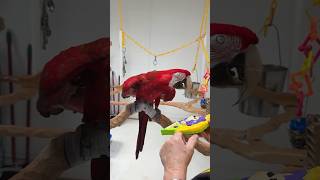 Dancing to Nursery Rhymes - Santina Green Winged Macaw