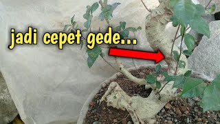 Download lagu Tips agar cabang bonsai serut cepat besar dari hasil tanam terbalik bersama @aribonsaiart4508 mp3 Download lagu Tips agar cabang bonsai serut cepat besar dari hasil tanam terbalik bersama @aribonsaiart4508 mp3