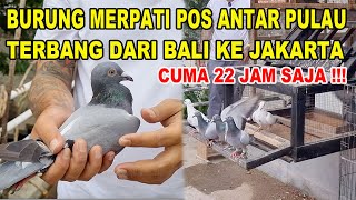 Download lagu Terbang Bali - Jakarta Cuma 22 Jam !!!  Burung Merpati Pos Antar Pulau mp3