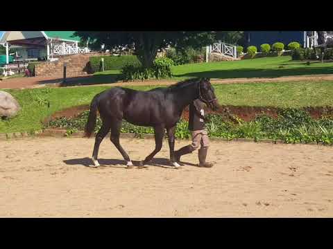 Wylie Hall / Princess Aura