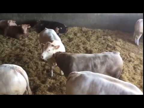 Cattle farm Diego Ledesma: Charolais & Limousines Part 1 EUROP U #EXPORVACUN