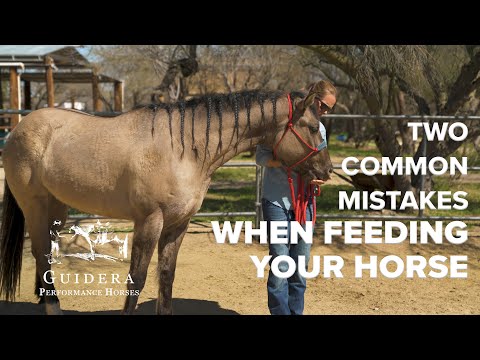 Two Common Mistakes When Feeding Your Horse | Guidera Performance Horses | Horsemanship