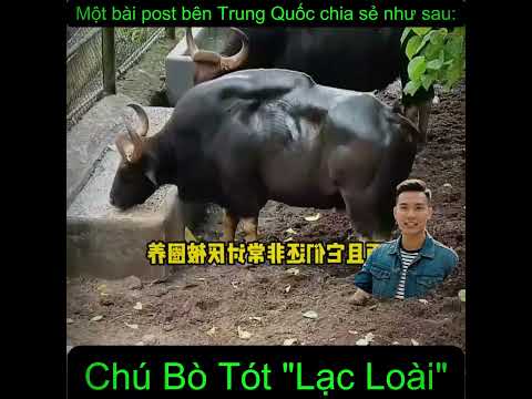 Chú Bò Tót Lạc Loài #dongvat