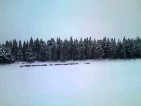 Hera skäller på renar