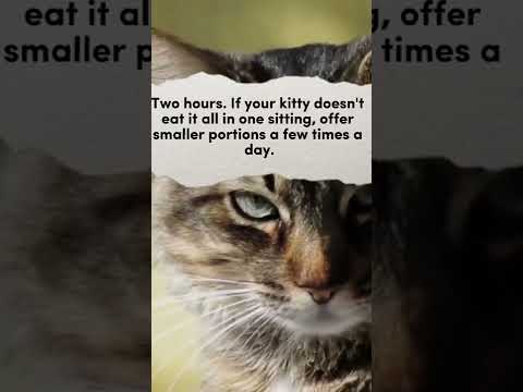 🔴 How Long Can Wet Cat Food Sit Out? #shorts