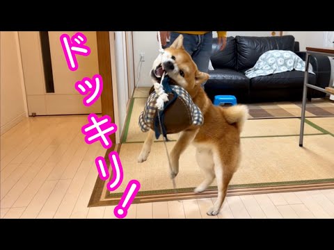 柴犬りんご郎 Shiba Inu Ringoroの年収 総収入は Youtubeランキング