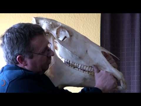 Welt der Pferdegesundheit Teil 6