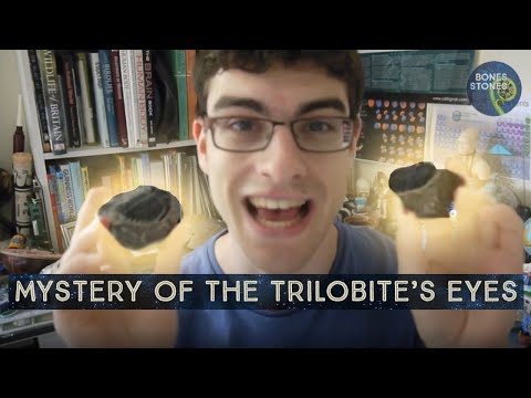 The many faceted mystery of the trilobite's eyes