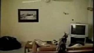 moe. video contest Tailspin