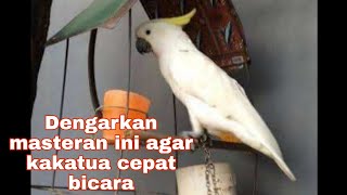 Download lagu pancingan paling cocok buat kakatua muda cepat bicara Mp3 mp3