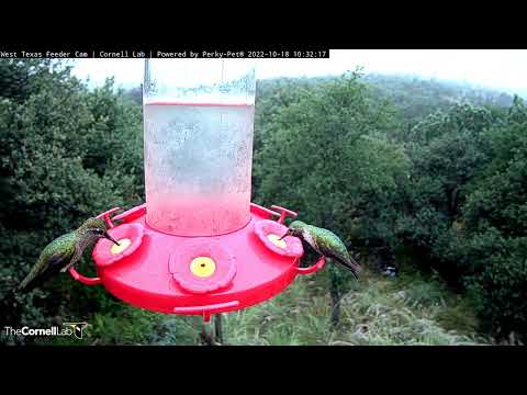 Big Bird At The Feeder! Female Rivoli's Hummingbird Lands In West Texas – Oct. 18, 2022