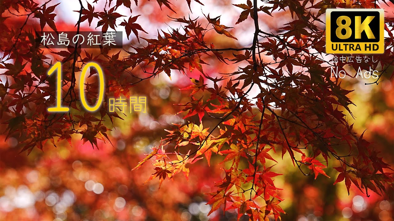 松島の紅葉🍁癒しの絶景 × 8K｜自然音でリラックス【10時間】No Ads