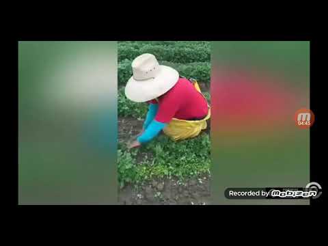 I lavoratori più veloci del mondo