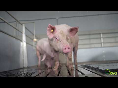 Mikrosuhle für Schweine