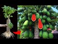 Best...!! Grafting Watermelon Fruit With Papaya Fruit Make Amazing Result By Using Secret Techniques