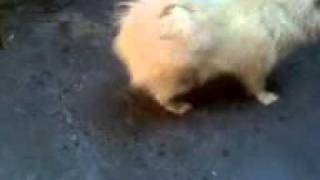 Dog dance