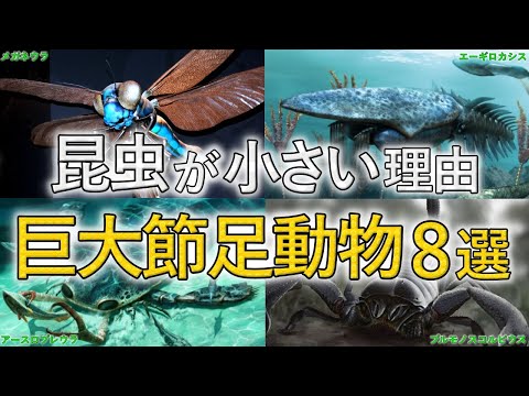 巨大な節足動物の化石
